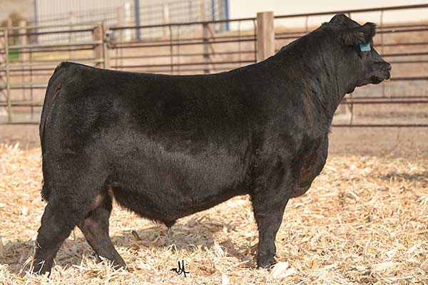 Bear Mtn Justifier 2572-20474743