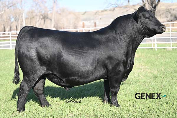 Bear Mtn North Star-20474708