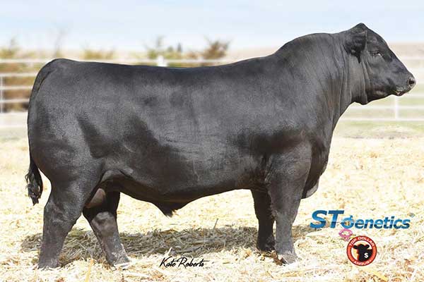 Musgrave Cracker Jack-19202253