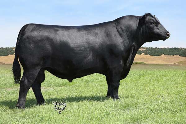 Musgrave Cracker Jack-19202253