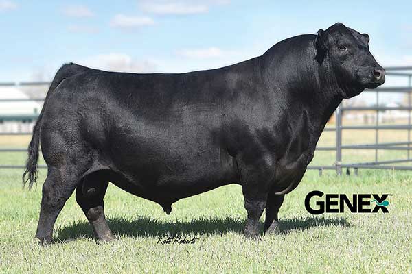 KG Justified 3023-17707279