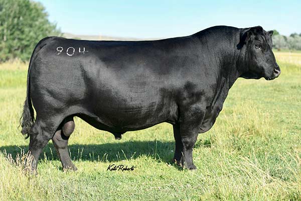 Sterling Pacific 904-19444025